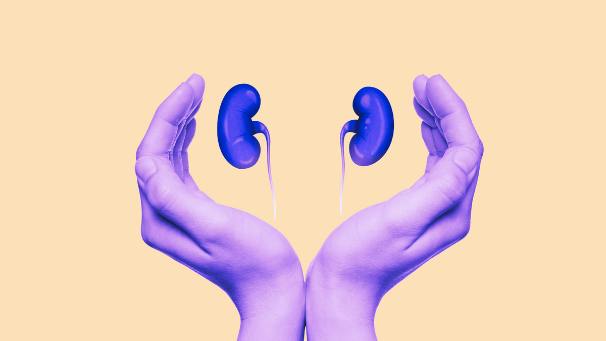 Zwei Hände, die jeweils zwei Nieren halten 