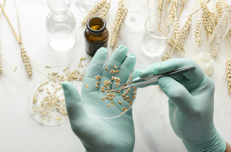 In diesem Bild sind zwei Hände mit Gummihandschuhen zu erkennen, welche Gersten-Körner in einer Petrischale mit einer Pinzette untersuchen.