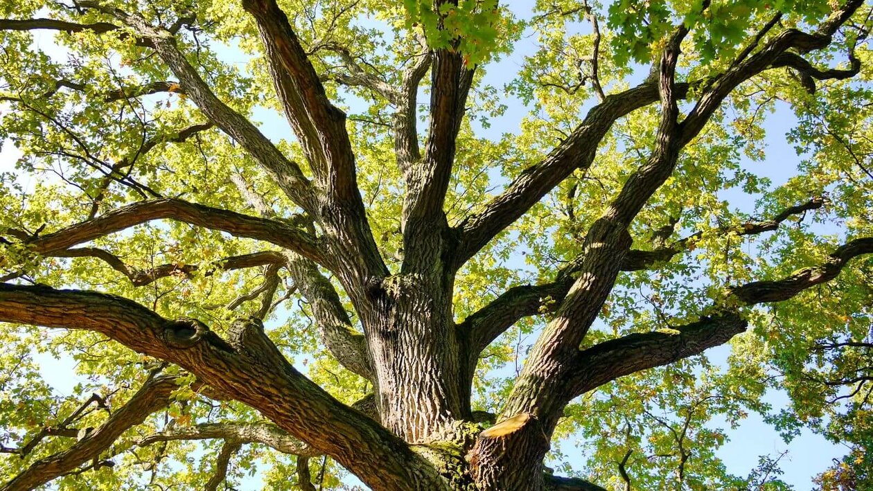 Baum, Unternehmensgruppe