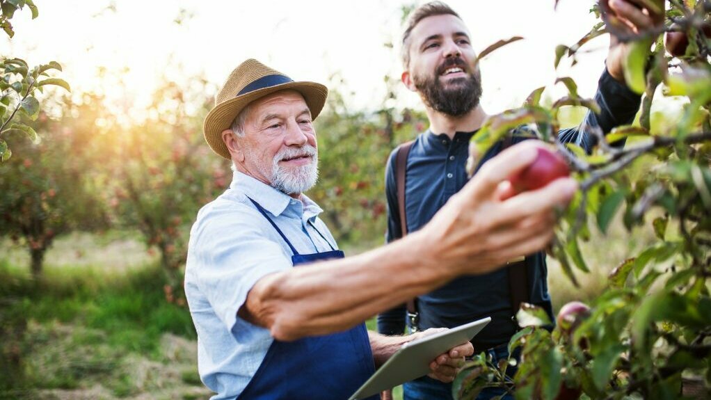 Senior bei der Apfelernte