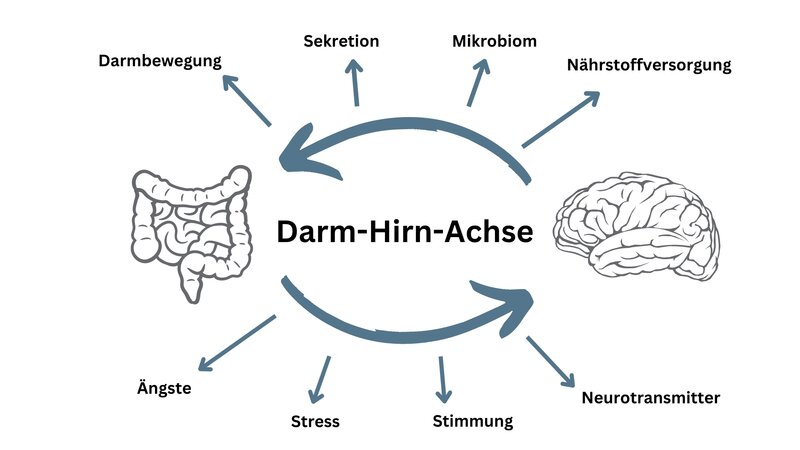 Grafik, welche die Darm-Hirn-Achse darstellt und beschreibt