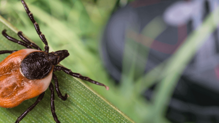Zecke auf Blattabschnitt