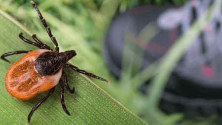 Zecke auf Blattabschnitt