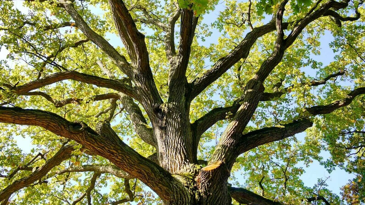 Unternehmen, ias-Gruppe, Baum