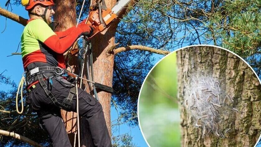 Mann bei der Arbeit an einem Baum, gesichert mit Ausrüstung und einer Kettensäge führt der Mann Arbeiten am Baum durch 