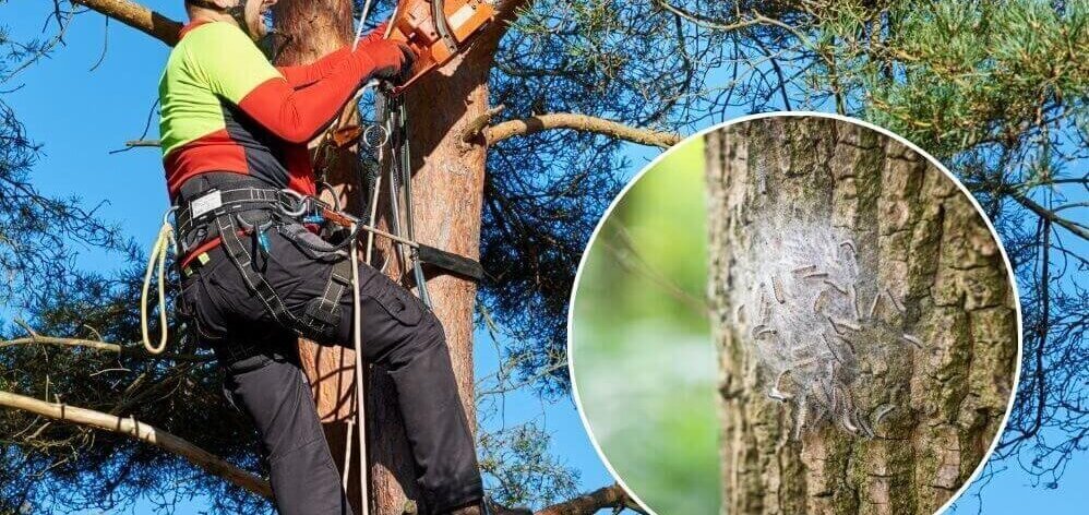 Mann bei der Arbeit an einem Baum, gesichert mit Ausrüstung und einer Kettensäge führt der Mann Arbeiten am Baum durch 